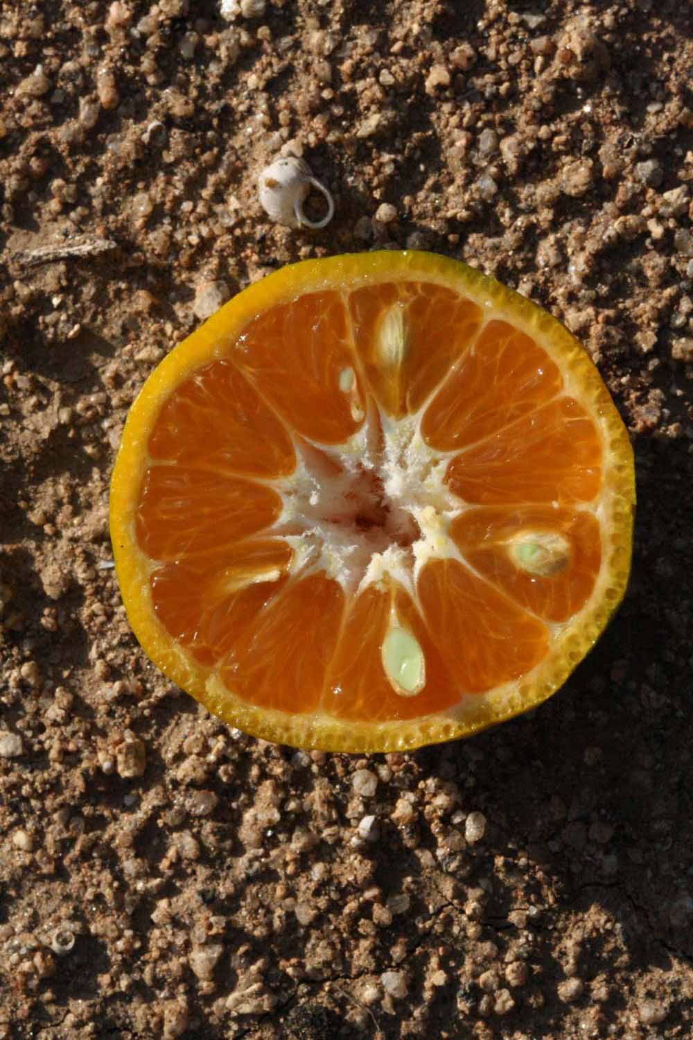              Fruit cross-section (Riverside, CA)       